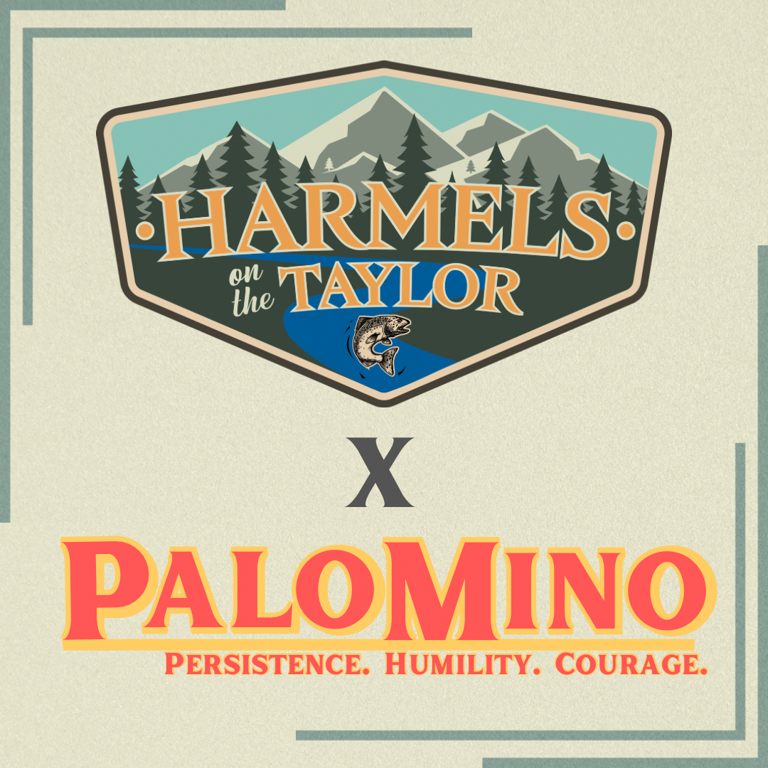 Palomino X Harmels